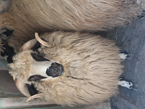 Vând 2 berbeci de anu trecut și 2 miere.