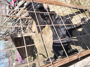 Ciobanesc german pentru rebroducere - imagine 2