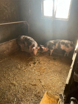 de vinzare 2 scrofite 80-90  kg  - imagine 3