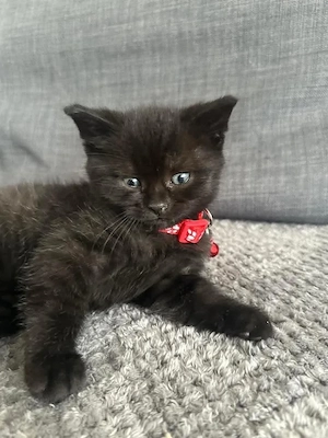 british black mascul si femela