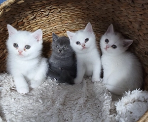 Pui British shorthair alb gri