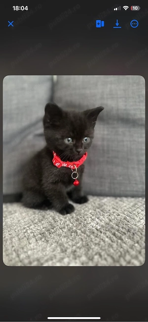 british black mascul si femela - imagine 2