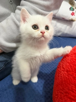 Pui British shorthair alb gri - imagine 2