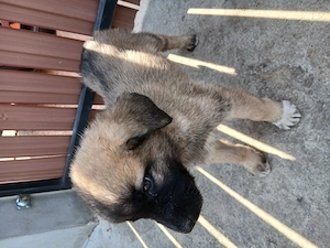 2 femele kangal 6 săptămâni 
