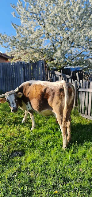 Vand vaca de lapte - imagine 4