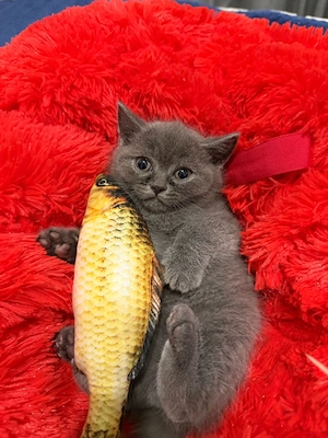 Pui British shorthair alb gri - imagine 5