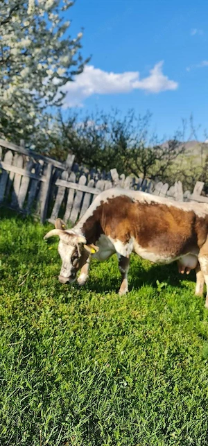 Vand vaca de lapte - imagine 3