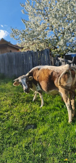 Vand vaca de lapte - imagine 2