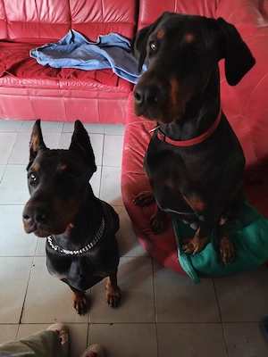 Căței Dobermann - imagine 3
