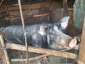 Vând vier din rasa Bazna - imagine 2