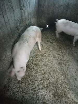 Porci de vânzare  - imagine 3
