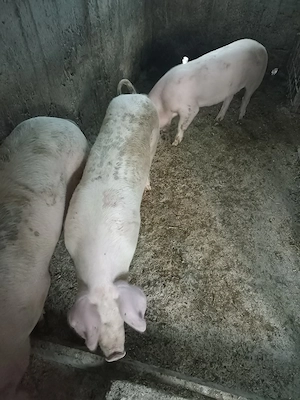 Porci de vânzare  - imagine 4