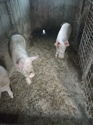 Porci de vânzare  - imagine 5