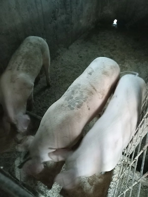 Porci de vânzare  - imagine 2