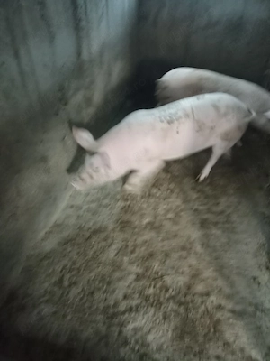 Porci de vânzare 