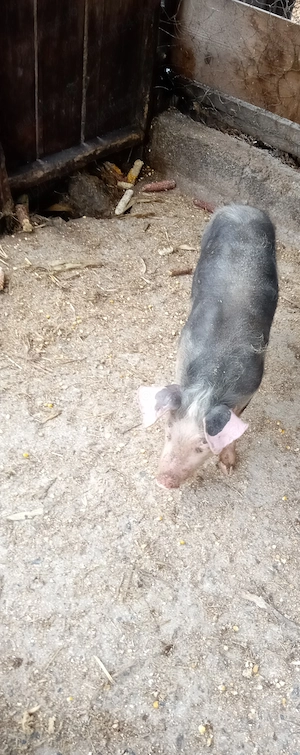 Vând purcel Pietrain 