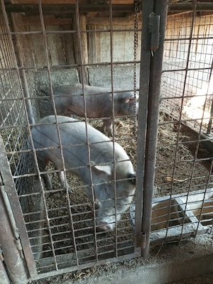 porci si purcele de vanzare28 lei kg