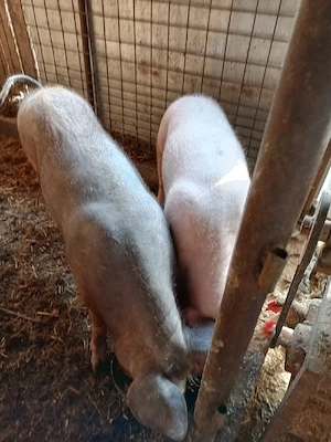 porc si purcele 23 lei kg  - imagine 2