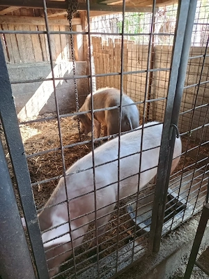 porc si purcele 23 lei kg  - imagine 3