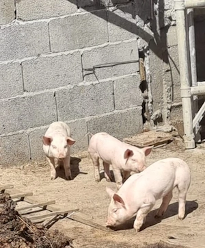 3 purcei  de vanzare