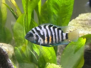 Schimb pereche Convict 