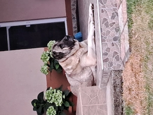 Kangal puiuți caută  stăpâni  - imagine 3