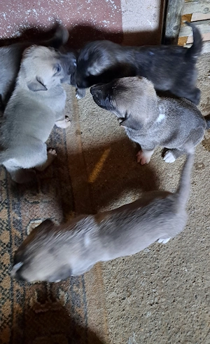 Kangal puiuți caută  stăpâni  - imagine 2