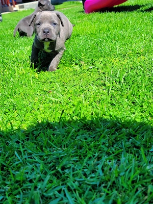 Pui Amstaff Blue - imagine 2