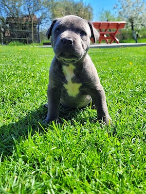 Pui Amstaff Blue - imagine 4