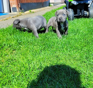 Pui Amstaff Blue - imagine 3