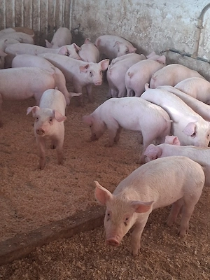 Vand Purcei rasa de carne  - imagine 3