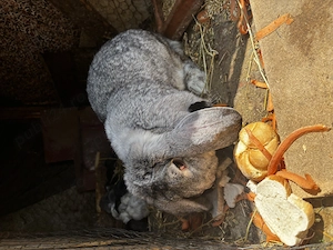 Femela berbec german