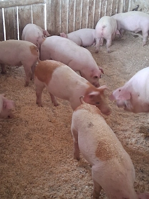 Vand Purcei rasa de carne  - imagine 4