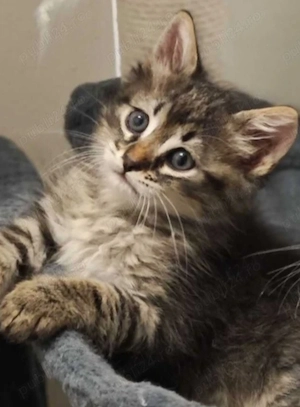 Siberiana de Pădure 