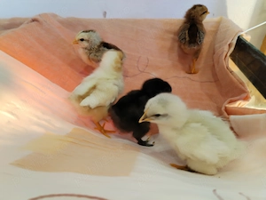 Vând puisori de o săptămână  - imagine 3