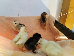 Vând puisori de o săptămână  - imagine 2