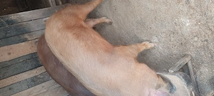 Porc duroc - imagine 3