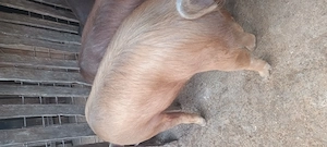Porc duroc