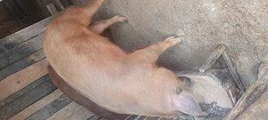 Porc duroc - imagine 4