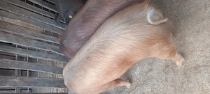 Porc duroc - imagine 2