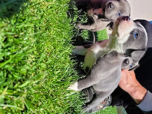 Pui Amstaff Blue - imagine 5