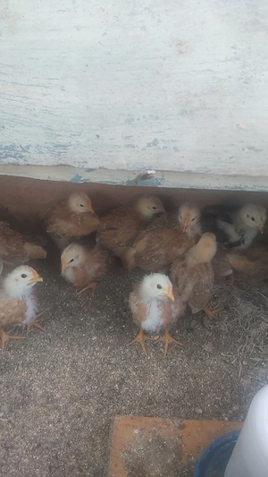 Pui de new hampshire