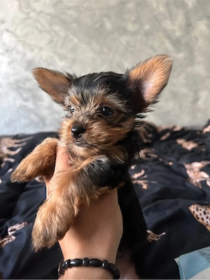 catelusa yorkshire - imagine 2