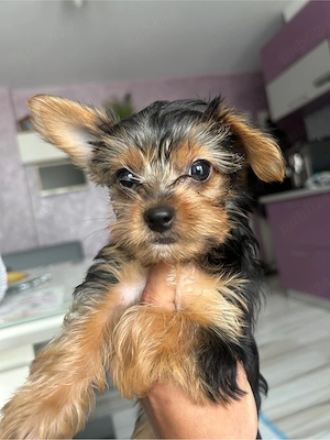 catelusa yorkshire - imagine 4