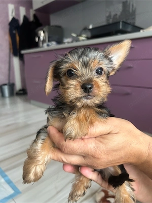 catelusa yorkshire - imagine 3