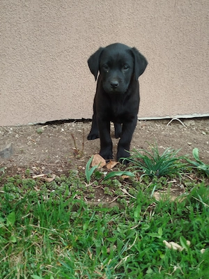 Pui  Labrador Retriever 