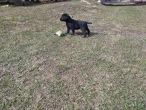 Pui  Labrador Retriever  - imagine 2