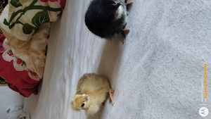 pui gaina cu tot cu curca - imagine 3