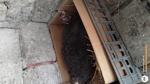 pui de gaina cu tot cu curca.