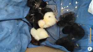 pui gaina cu tot cu curca - imagine 2